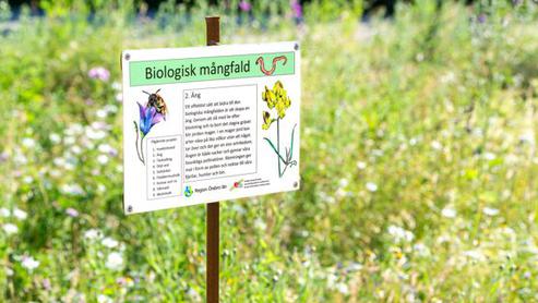 Biologisk mångfald - parkarbete